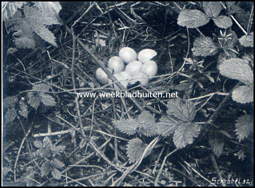 Vogels in April. Nest van de boschfazant