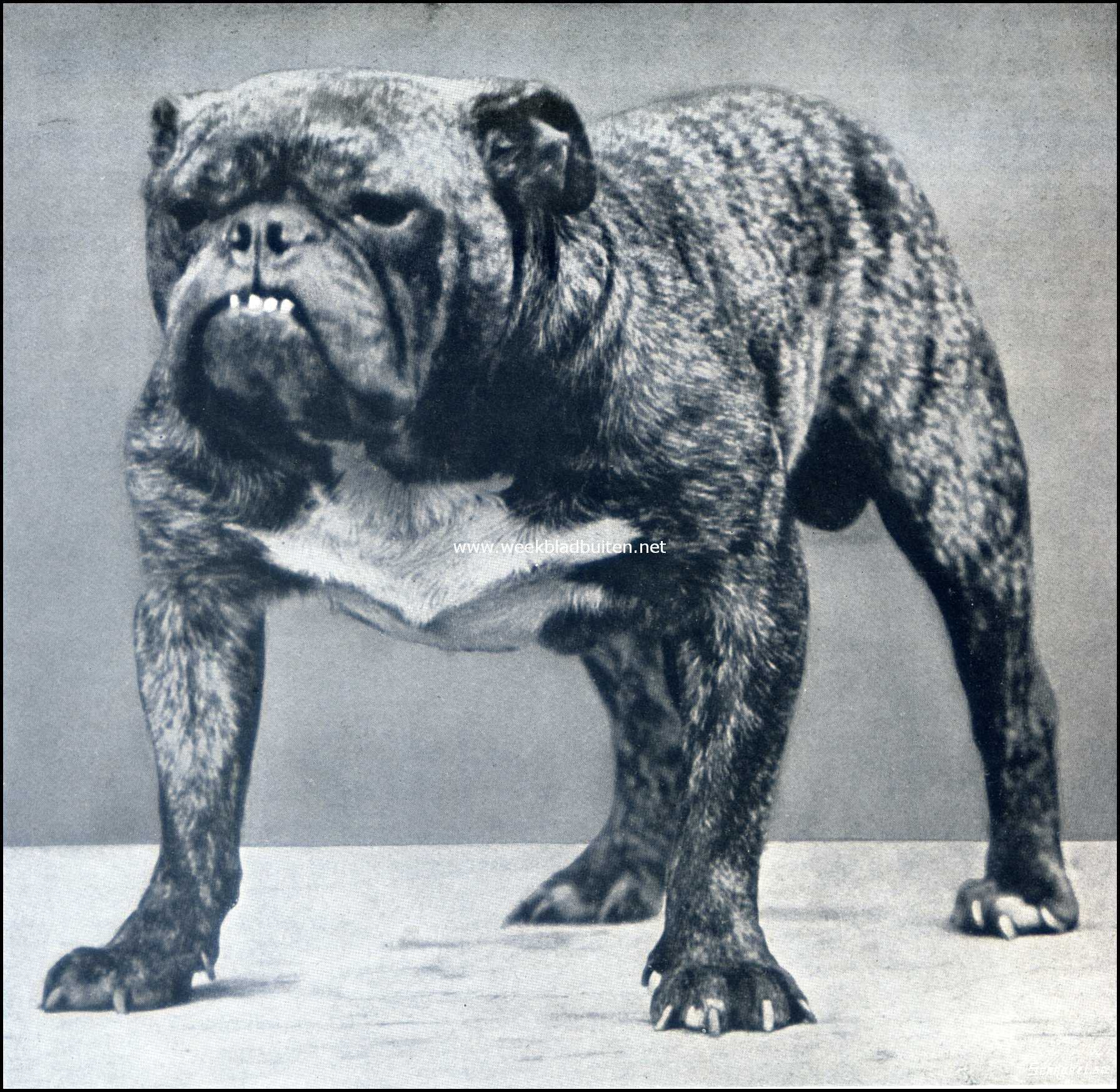 De Engelsche Bull-Dog. Rodney Stone, werd voor f 12.000,- naar Amerika verkocht