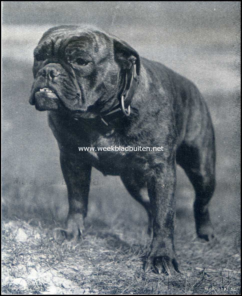 De Engelsche Bull-Dog. Lord Chancellor, winner van 50 eerste prijzen