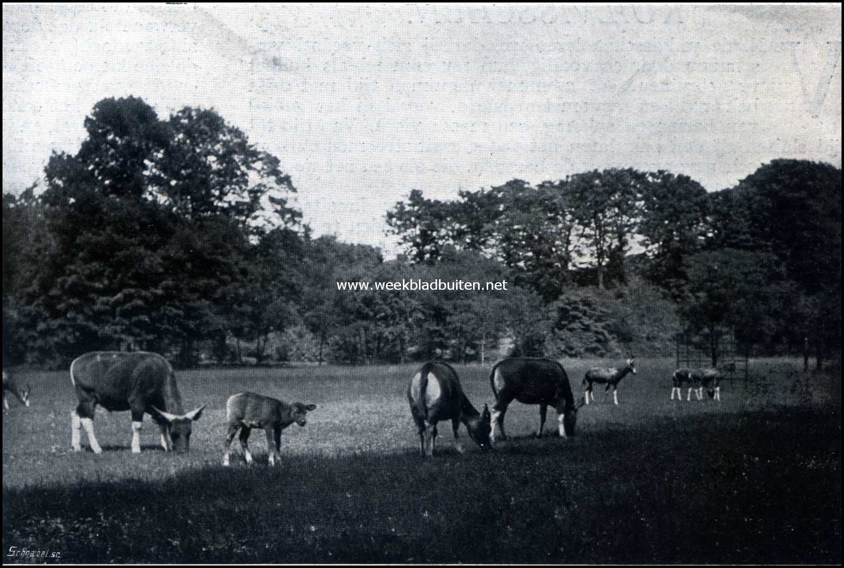 Gooilust. Blesbok-antilopen en bantengs in de weide