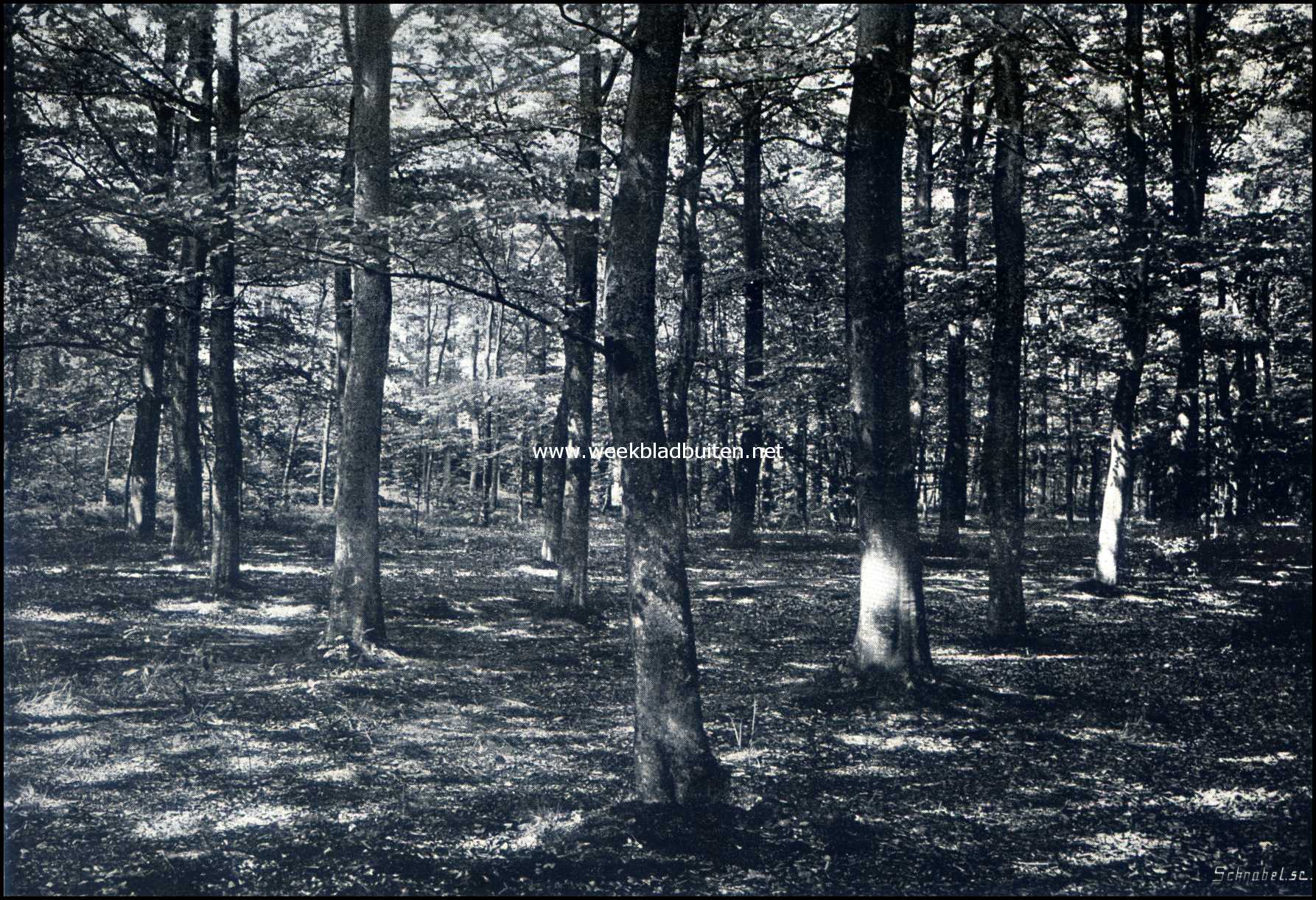 Denekamp en omgeving. In het Sterrebosch