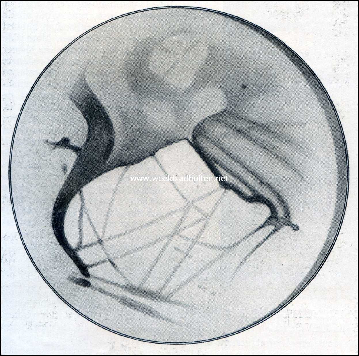 Zonder titel (linker figuur)