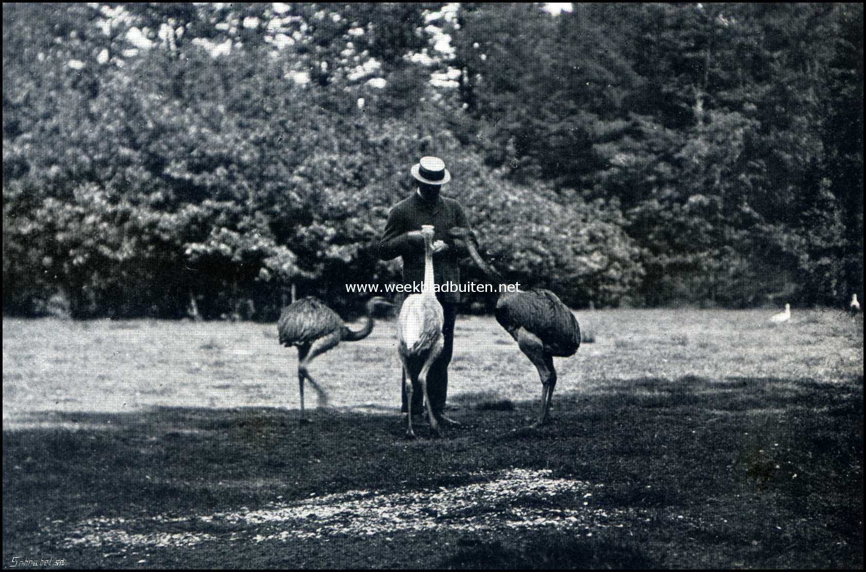 Gooilust. Drie makke Zuid-Amerikaansche struisvogels