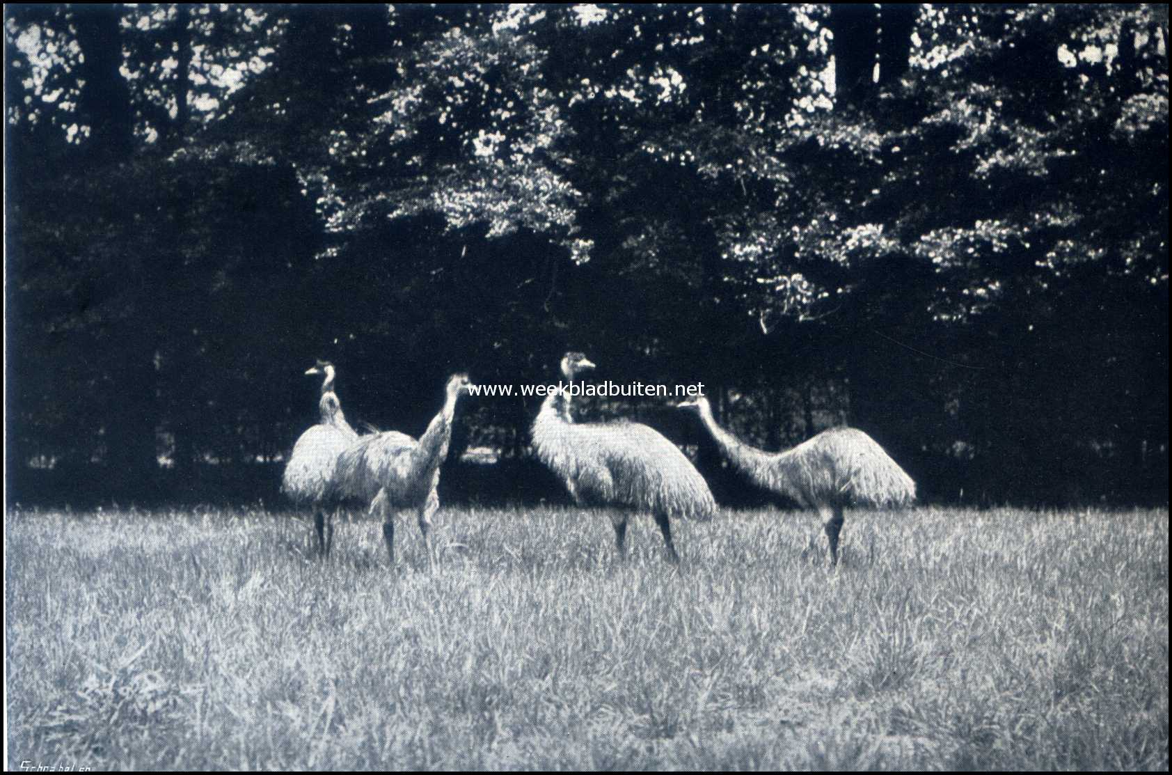 Gooilust. Paar Australische Emeus met twee jongen