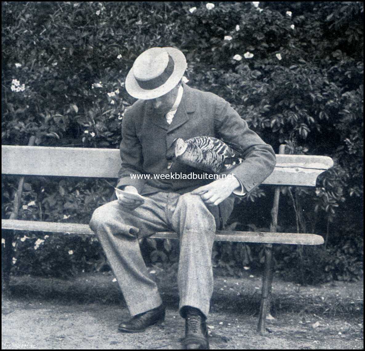 Gooilust. Makke Sandwicheiland-gans