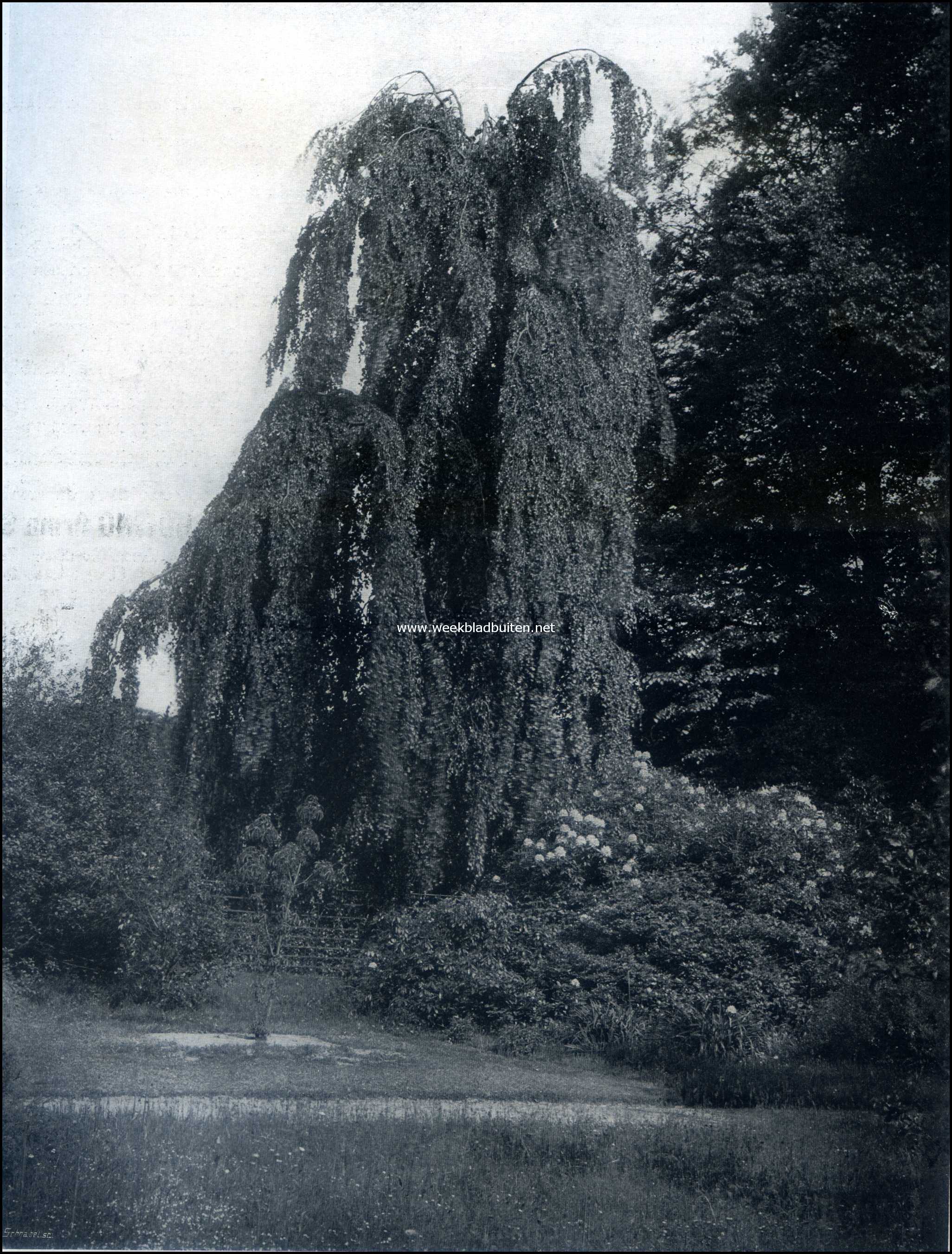 Gooilust. Treurbeuk in de weide der gnoeantilopen