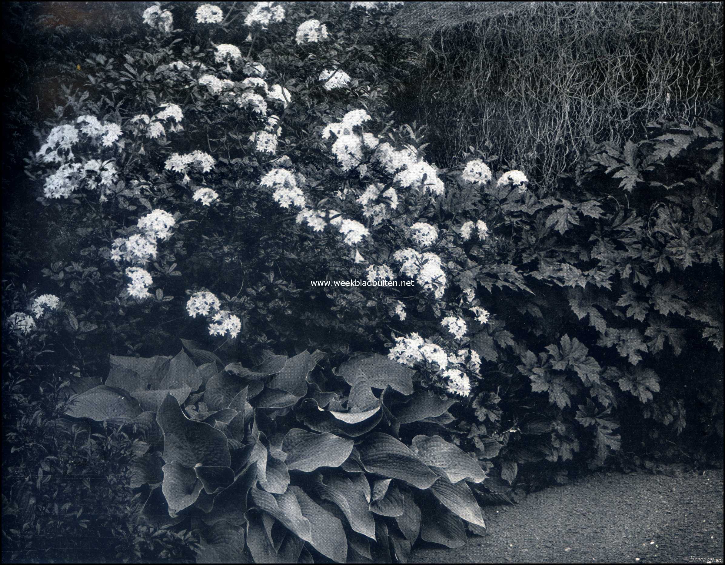 Gooilust. Bloeiende azalea's en funkias in den Japanschen tuin
