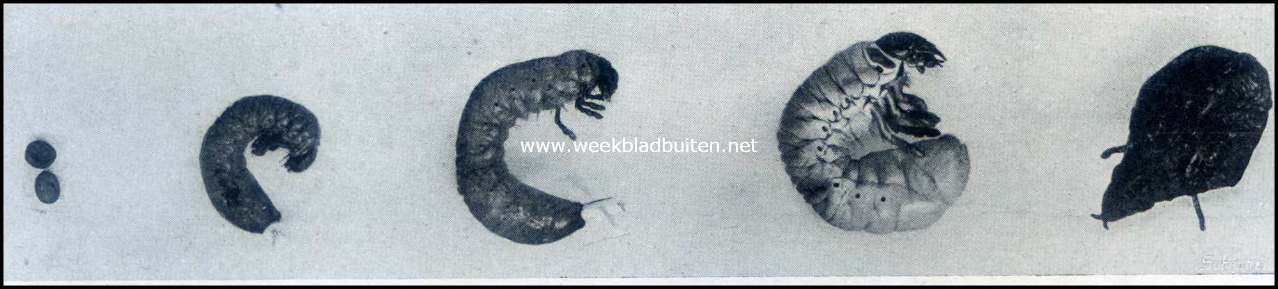 De gewone meikever. Eieren en larven in verschillende tijdperken