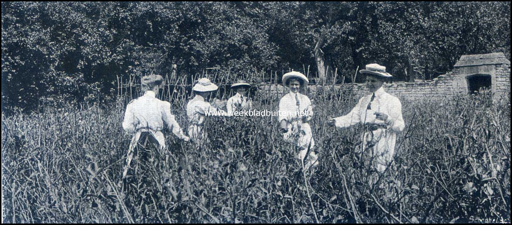Een vrouwen land- en tuinbouw kolonie in Engeland. Doperwtjes plukken