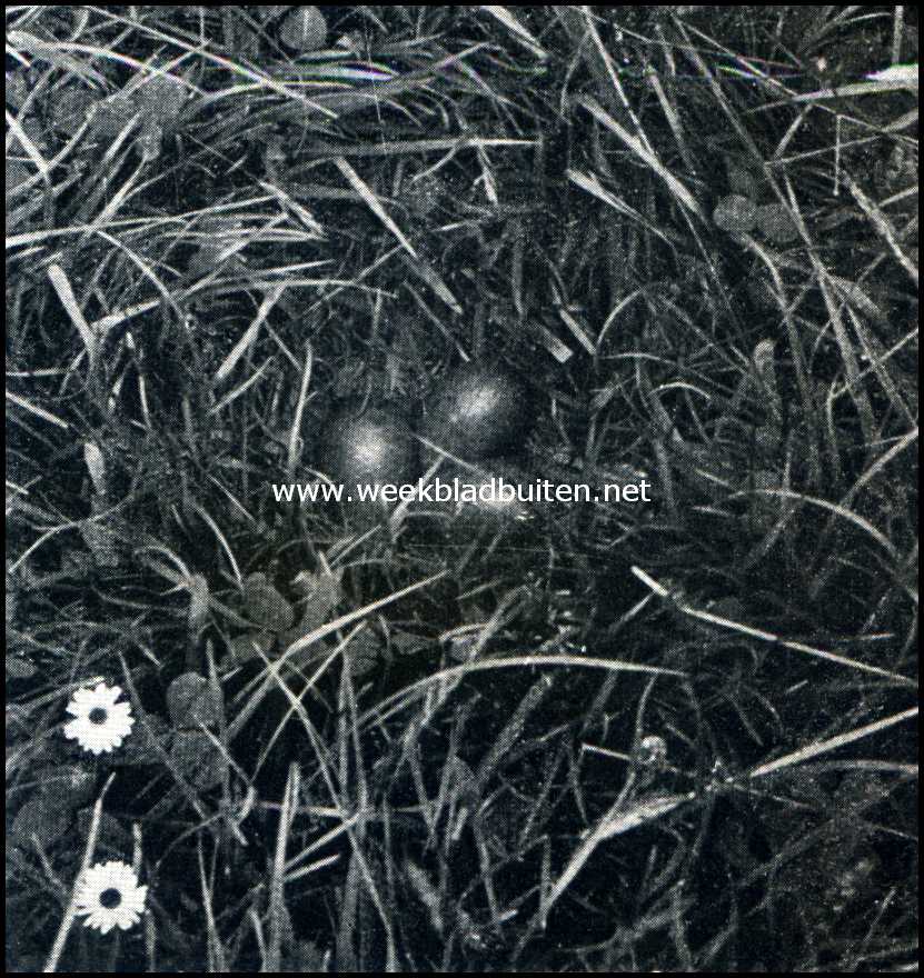 Bij de broedvogels op de weide. Eieren van de grutto