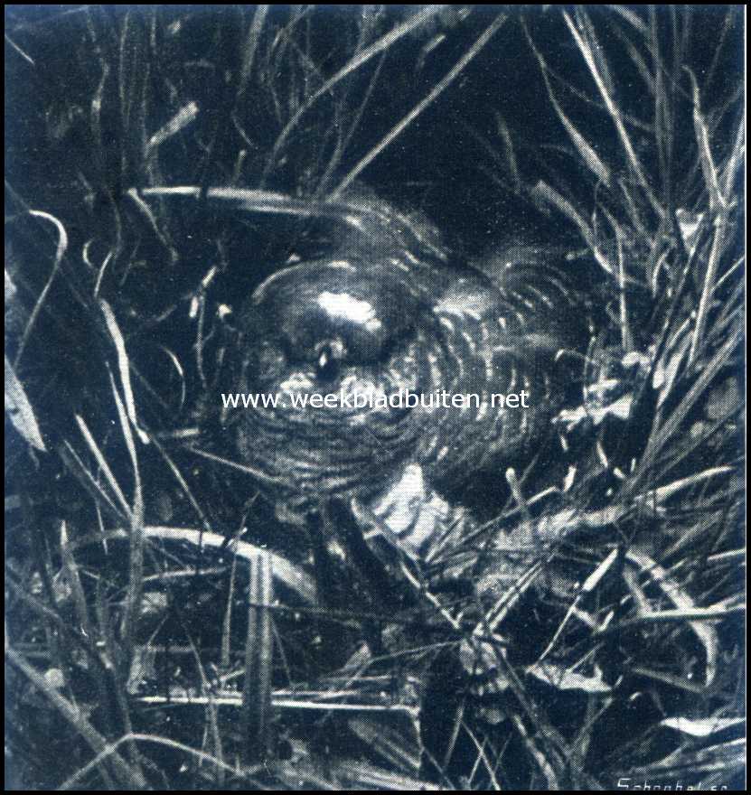 Bij de broedvogels op de weide. Jonge koekoek