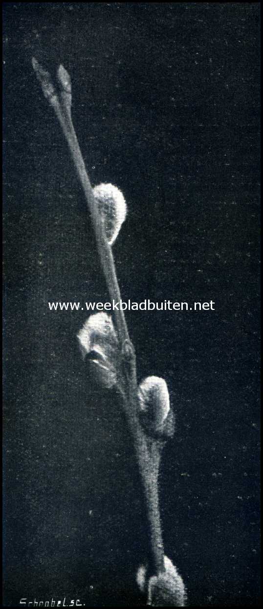 Wilgenkatjes. Wilgentakje begin Maart