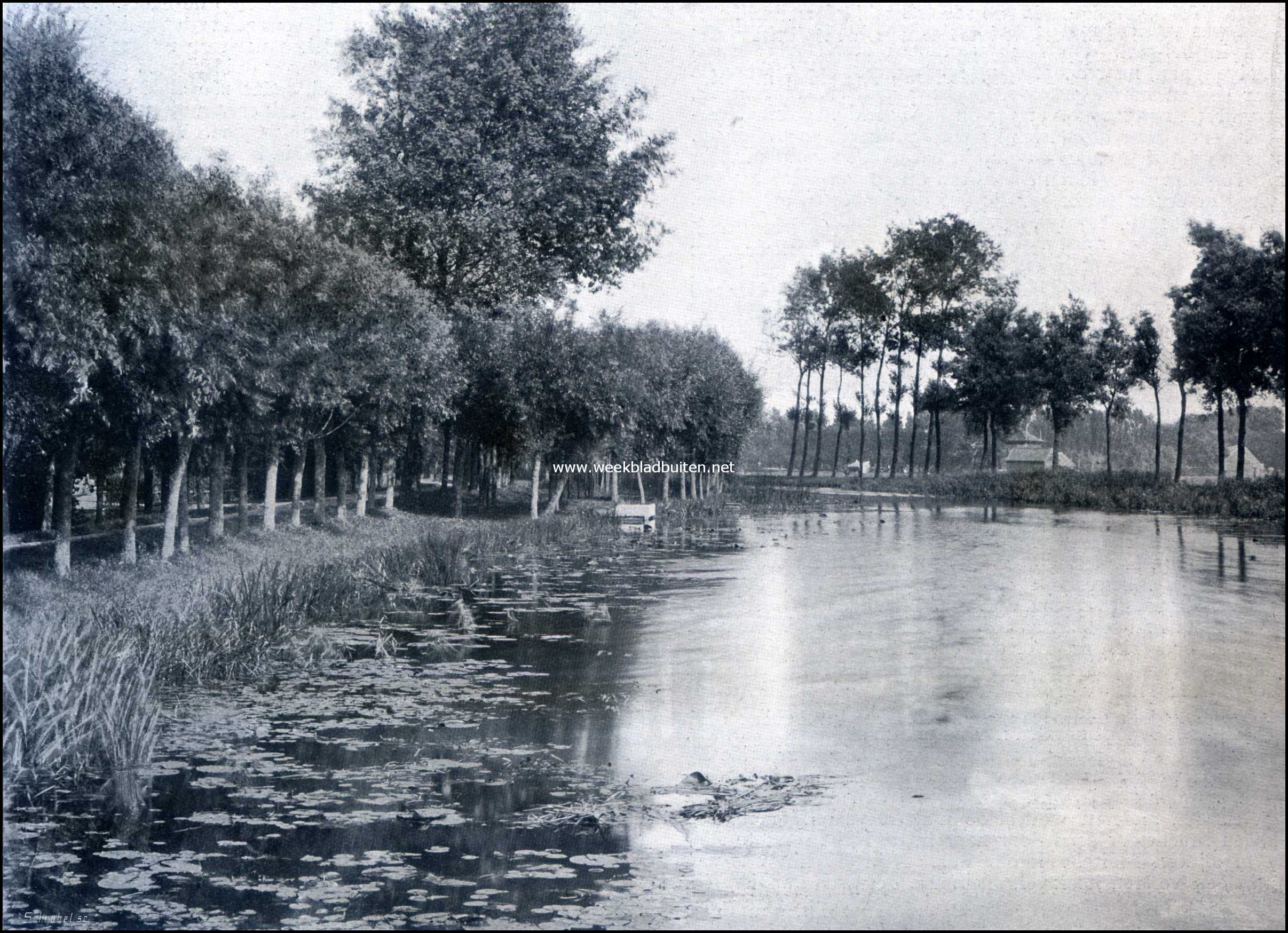 Aan het Gein. Oever-flora