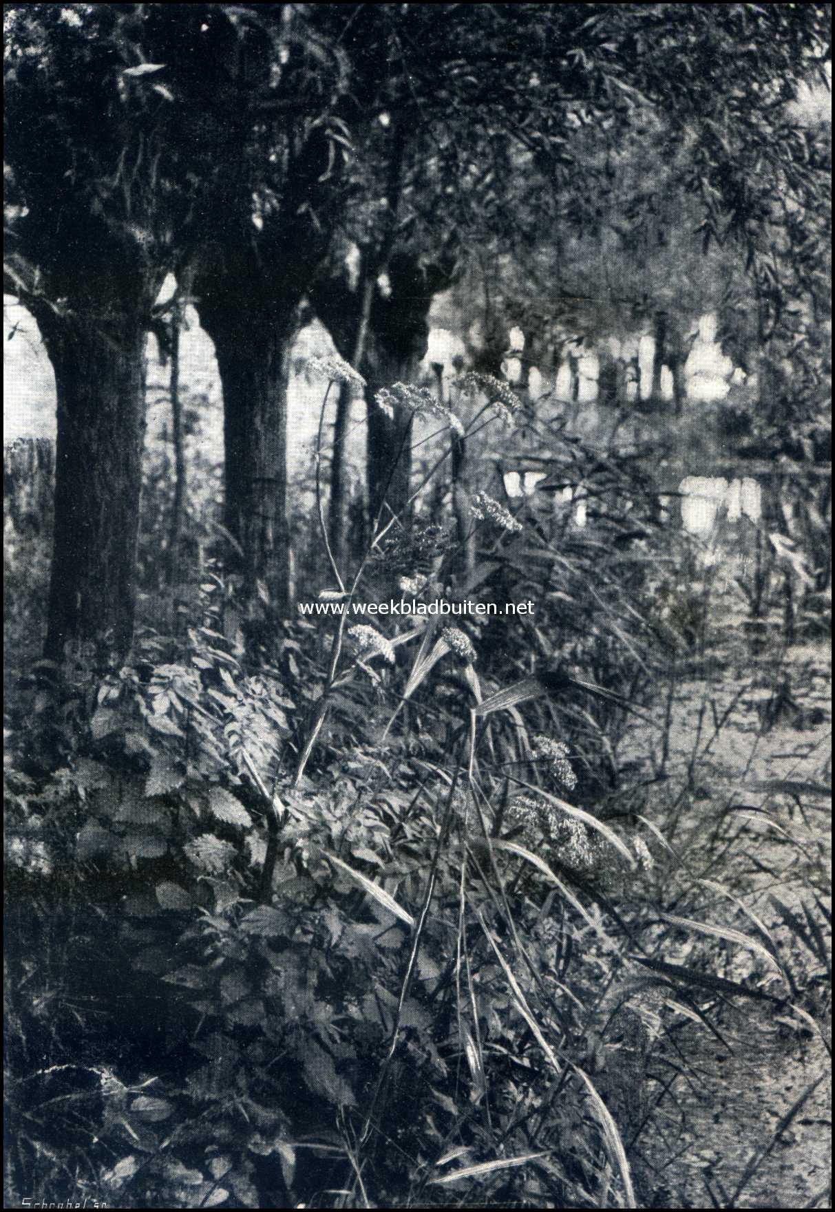 Aan het Gein. Oever-flora