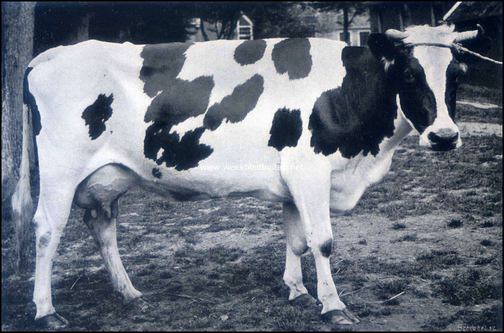 Over Rundvee-Fokvereenigingen. Trijntje. 4575 K.G. melk, 151 K.G. vet, 535 K.G. vetvrije droge stof in 299 melkdagen. Gemiddeld gehalte 3,29% en 8,38% vetvrije droge stof