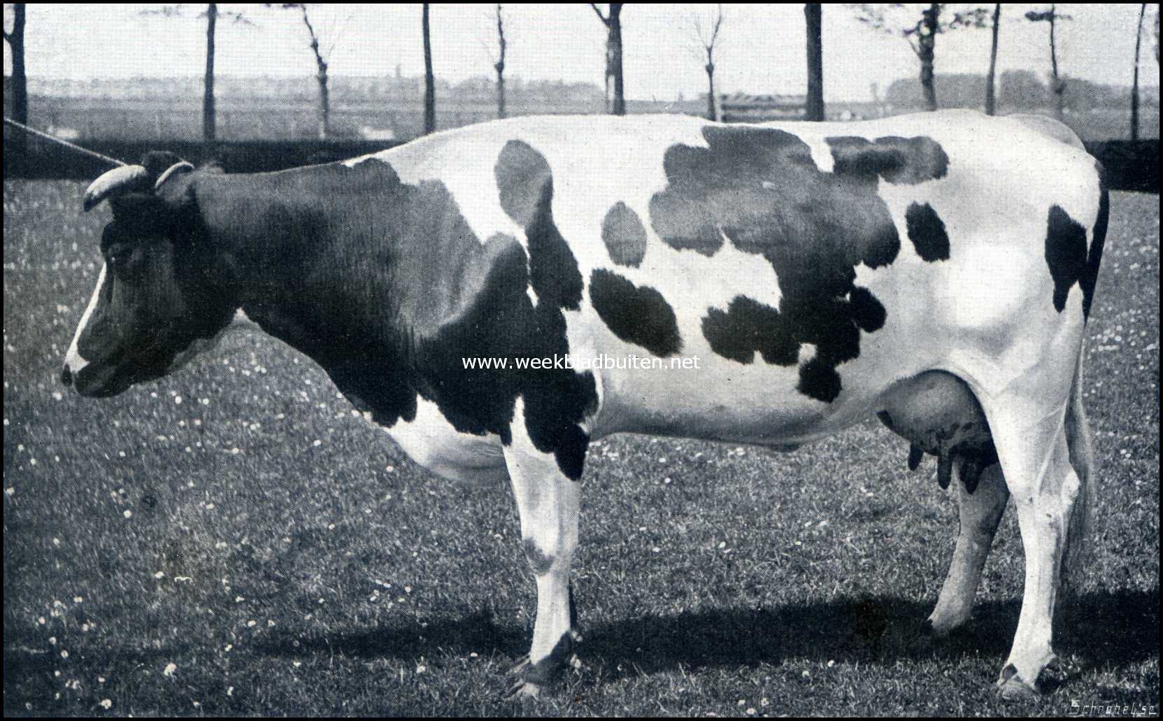 Over Rundvee-Fokvereenigingen. Daisy III. 2763 K.G. melk, 109 K.G. vet, 251 K.G. vetvrije droge stof in 239 melkdagen. Gemiddeld gehalte: 3,94% vet en 9,08% vetvrije droge stof