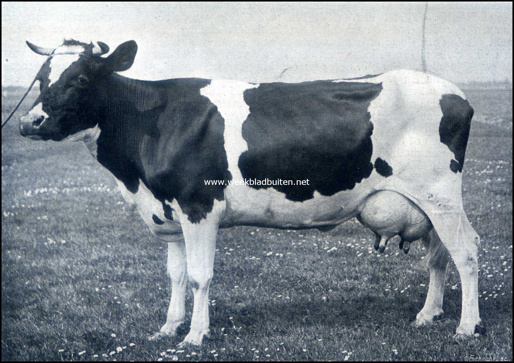 Over Rundvee-Fokvereenigingen. Emma III. (Moeder Emma I). 6059 K.G. melk, 222 K.G. vet, 556 K.G. vetvrije droge stof in 297 melkdagen. Gemiddeld gehalte 3,66% vet en 9,17% vetvrije droge stof