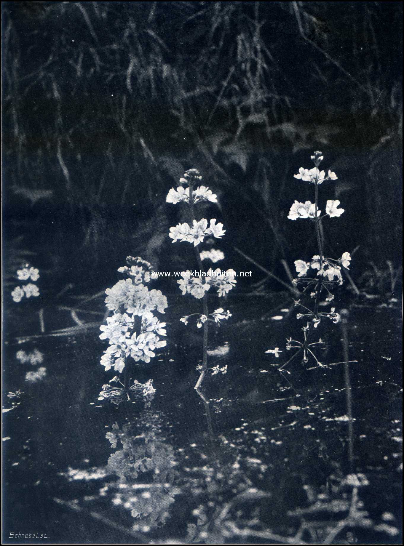 Waterviolier. (Hottonia Polustris)