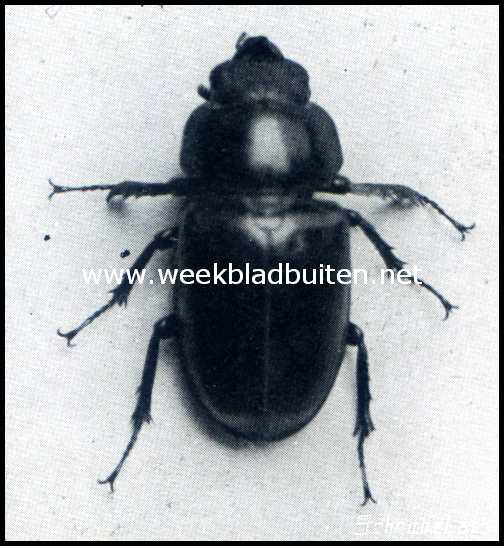 Het vliegend hert. Vrouwelijk exemplaar