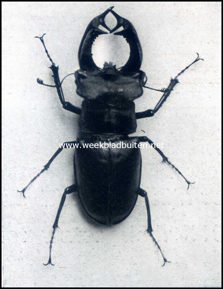 Het vliegend hert. Mannelijk exemplaar