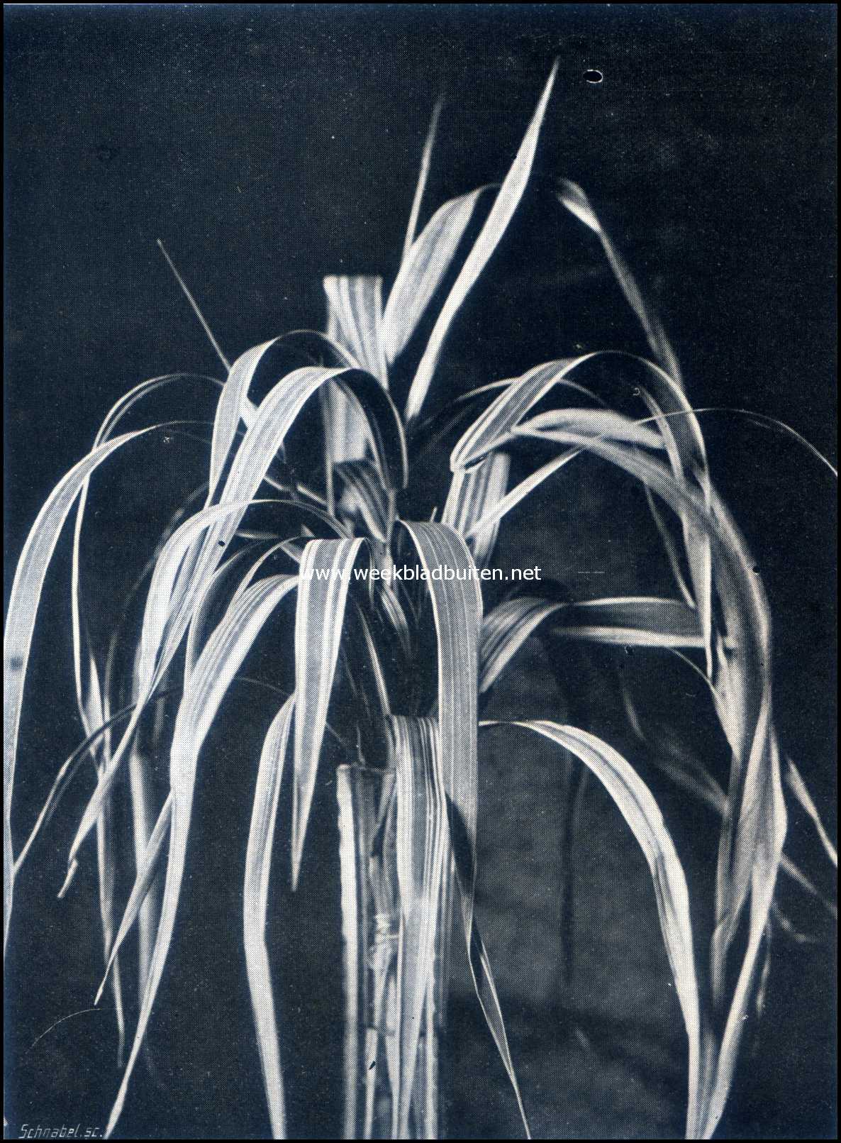 Siergrassen. Phleris Arundinacea Fol. Var. (Lintgras)