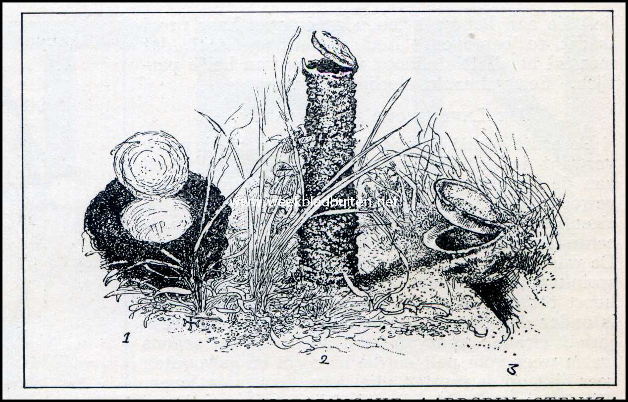 Roofwespen.  1 en 3. Nest van de Californische aardspin (Cteniza Californica). 2. Torentjes nest van de Dolichoscaptus Latastei. (Naar Eug�ne Simon)