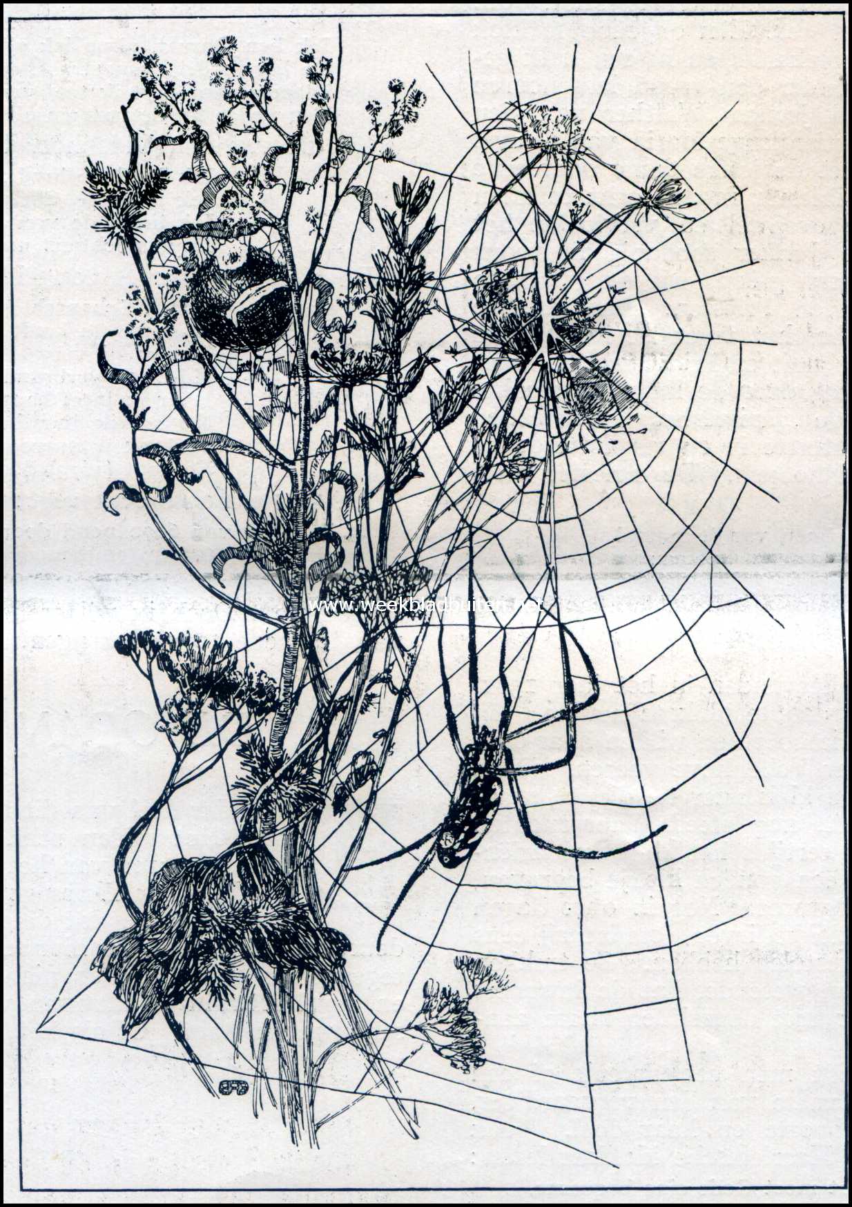 De Oranje Argiope. Cocon en een ineengeschrompeld lijkje van een Argiope
