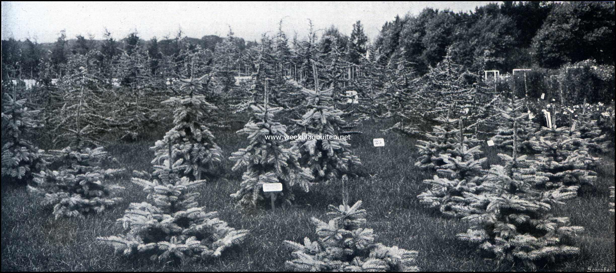 De groote tuinbouwtentoonstelling te Zeist. Verzameling Pucea Pungens Glauca Compacta. Inzending van C.B. van Nes& Zonen, Boskoop