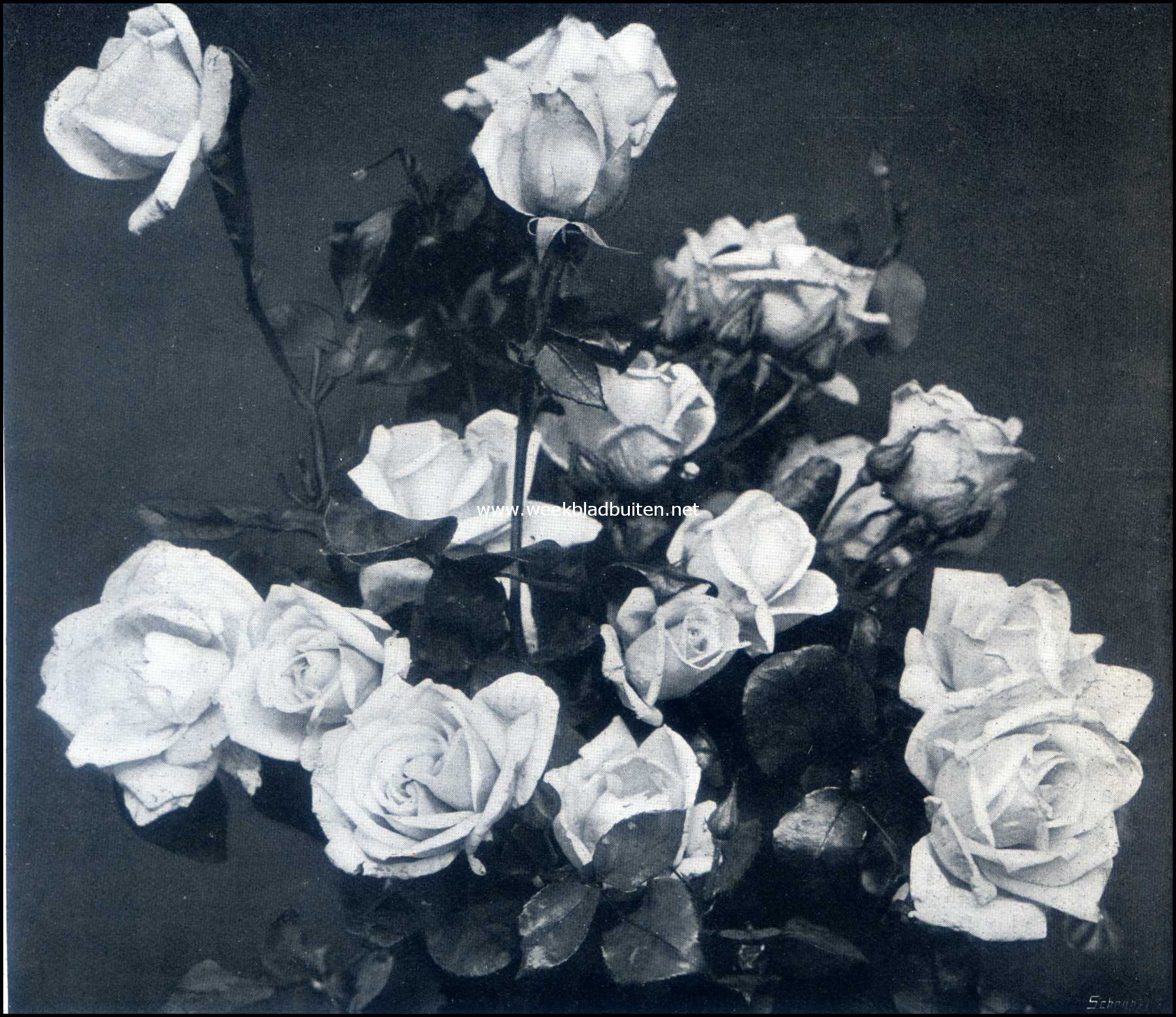 De groote tuinbouwtentoonstelling te Zeist. Pharis�er, (Thee Hybride Roos). Inz. Van Gebr. Gratama & Co., Hoogeveen