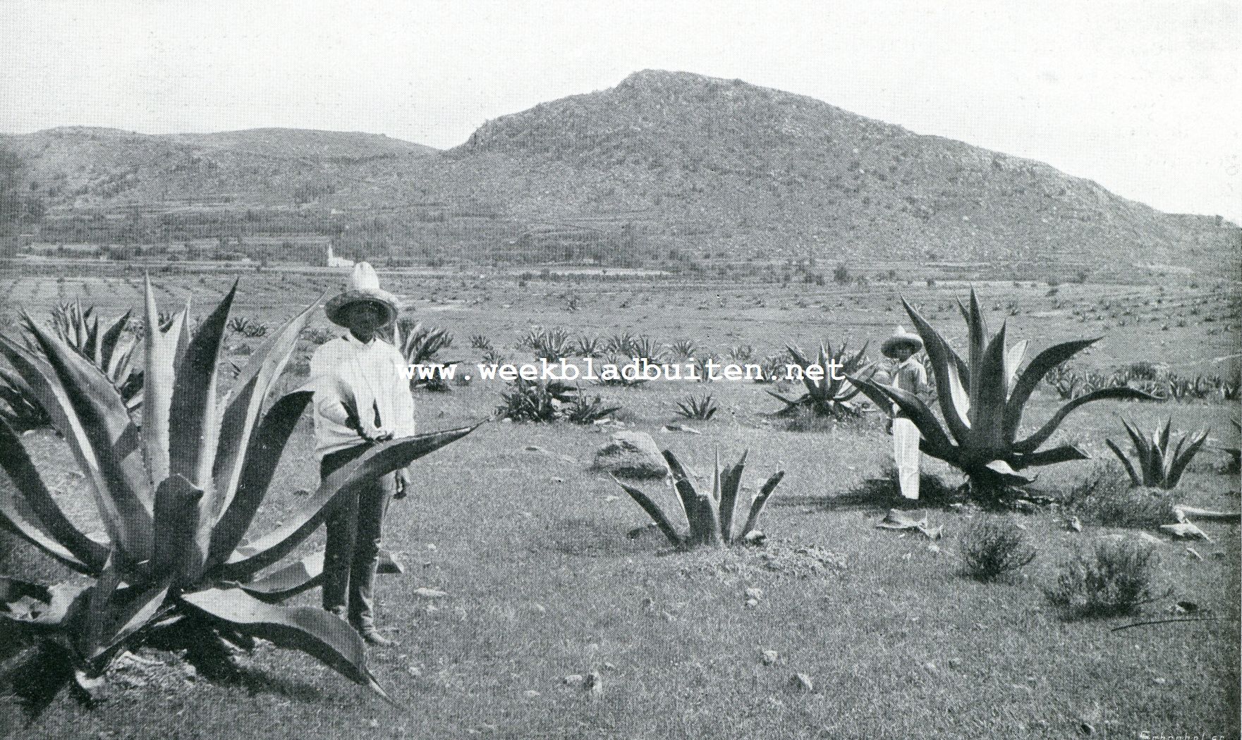 Van den Maguey. De jonge aanplant van agave