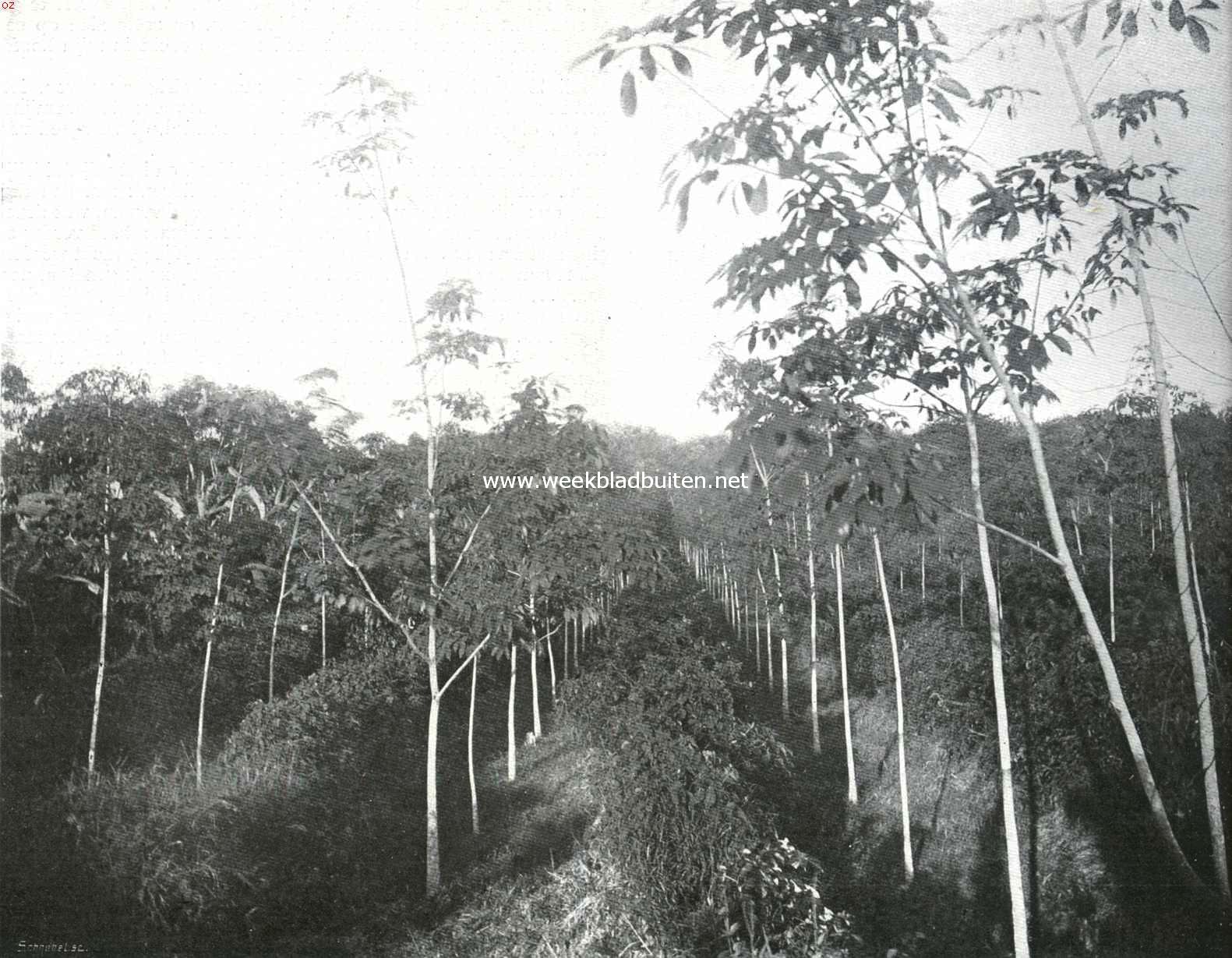 De cultuur van caoutchouc. Hevea Brasiliensis. Driejarige boomen op de plantage 