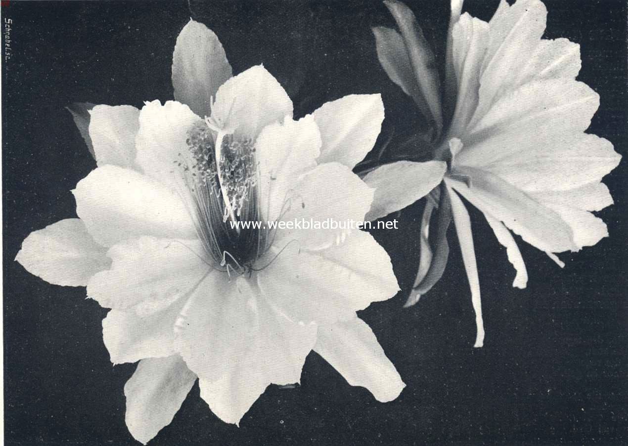 Cacteen. II. Phyllocactus, Mlle Rose Weingarten