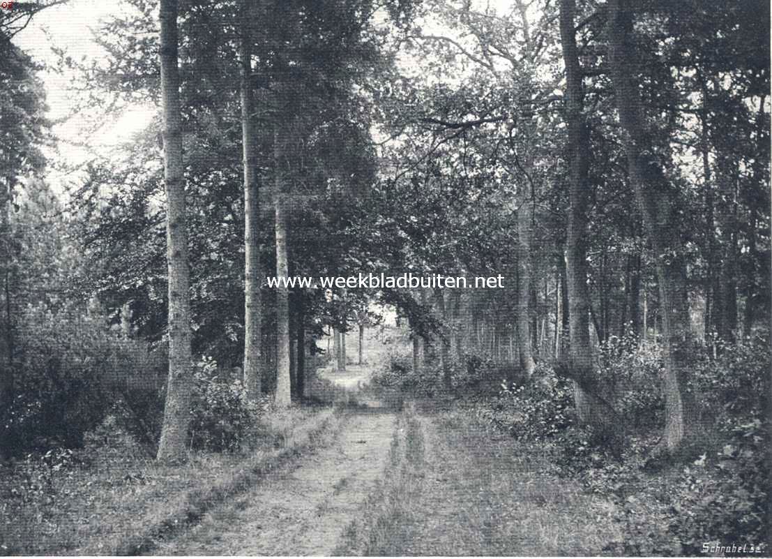 Oisterwijk. Laantje bij den Hondsberg