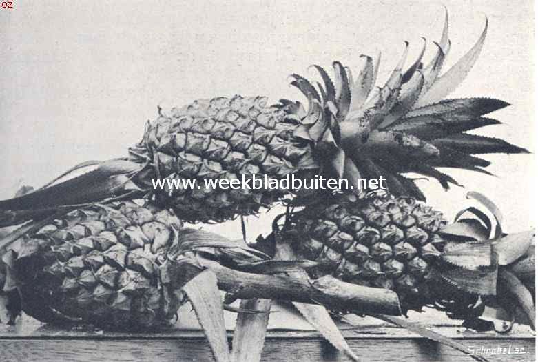 Bataviasche vruchten. Buitenzorgsche ananas (Ananassa Sativa)