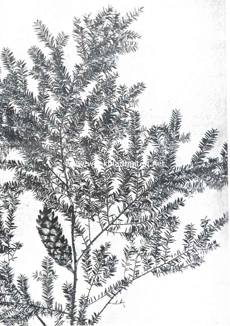 Tsuga Canadensis