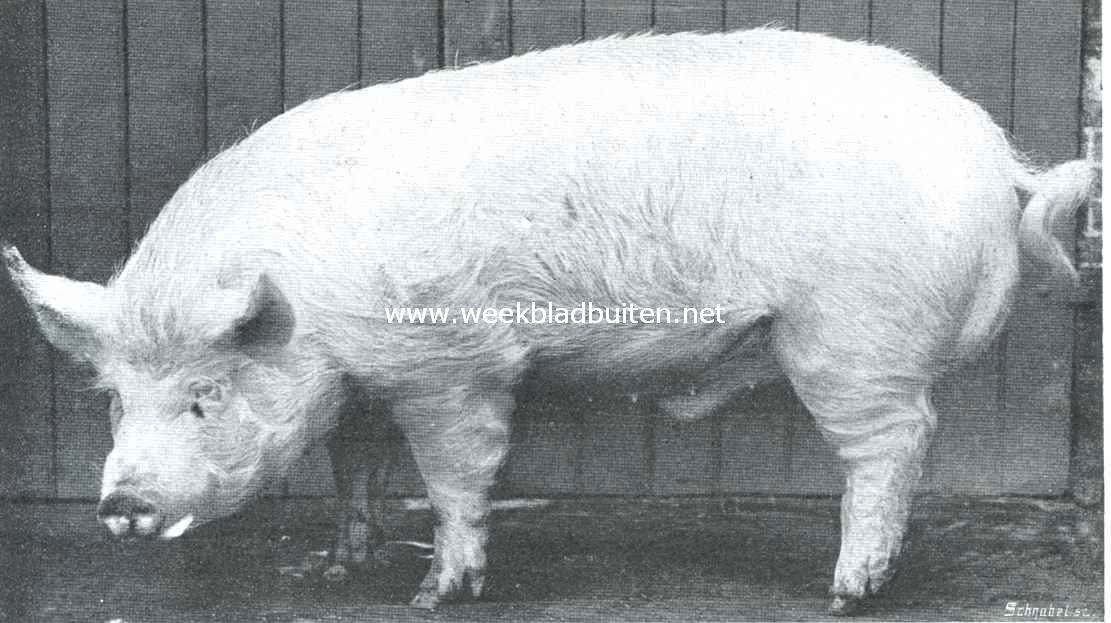 Varkens. Beer, volbloed Yorkshire ras. Gefokt in den Wilhelminapolder bij Goes 1