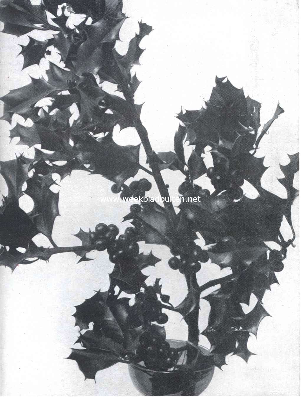 Gewone hulst (Ilex Aquifolium) met bessen