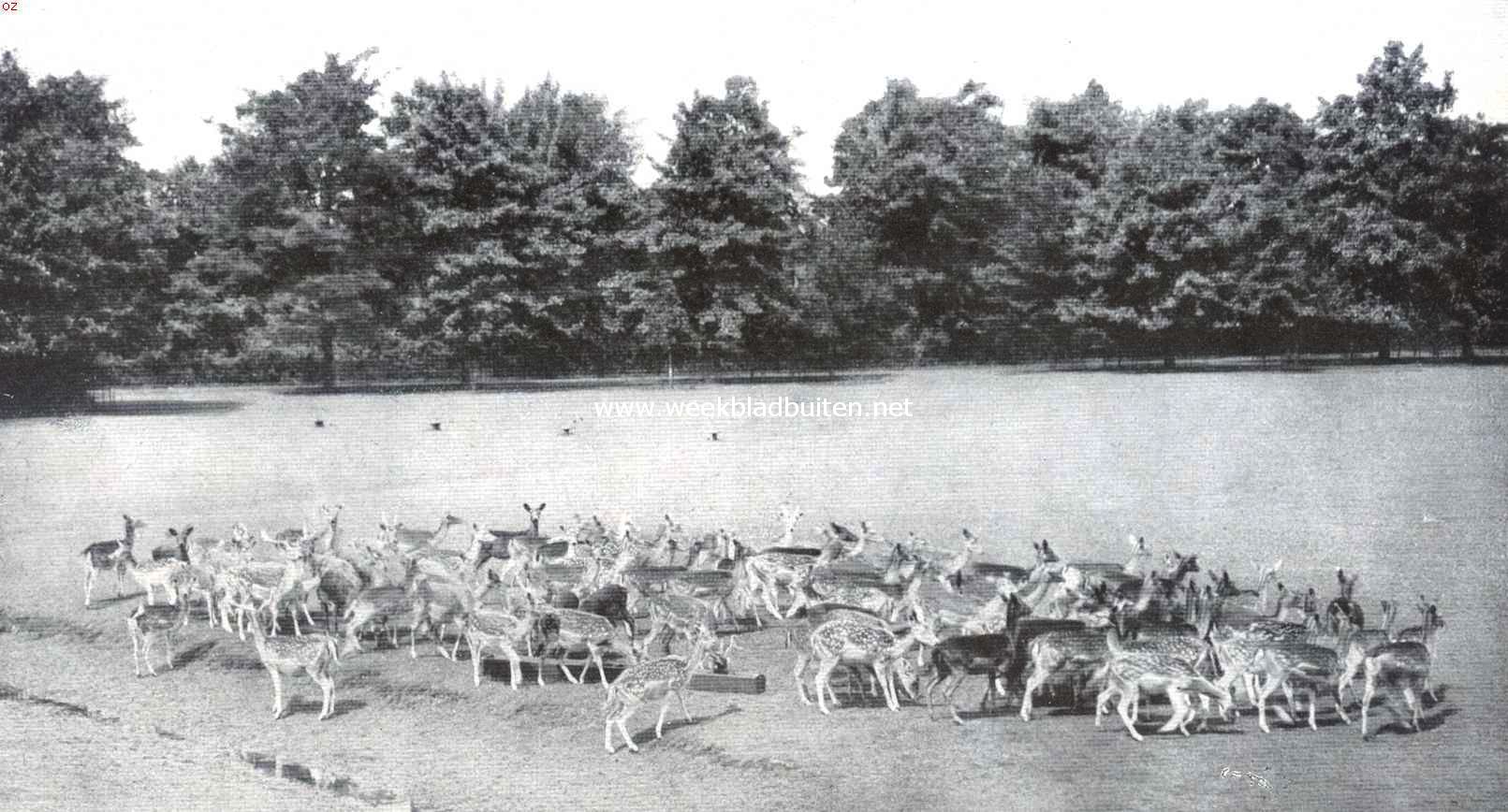Een kudde damherten in het park van Huize Twickel