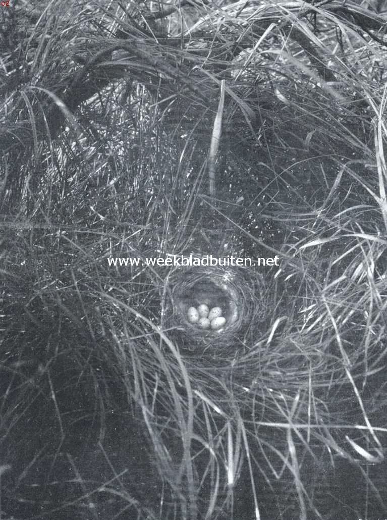 Nest met eieren van het kneutje