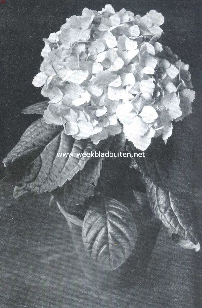Hydrangea Mlle Rene Gaillard. Certificaat 1ste klasse op de plantenkeuring der Nederlandsche Maatschappij van Tuinbouw en Plantkunde van 12 Maart 1912