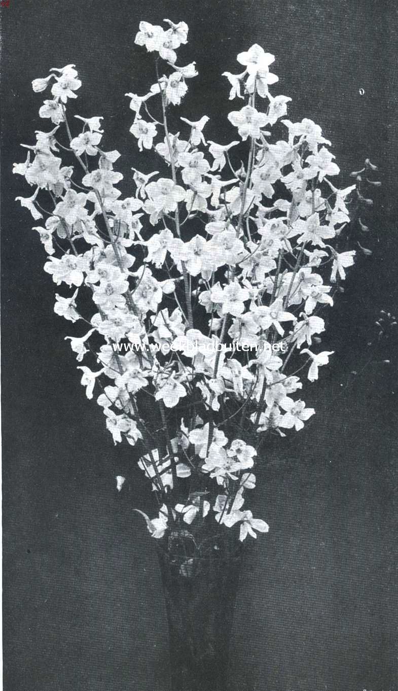 Delphinium Hybridum Moerheimi. Vaste plant met zuiver witte bloemen