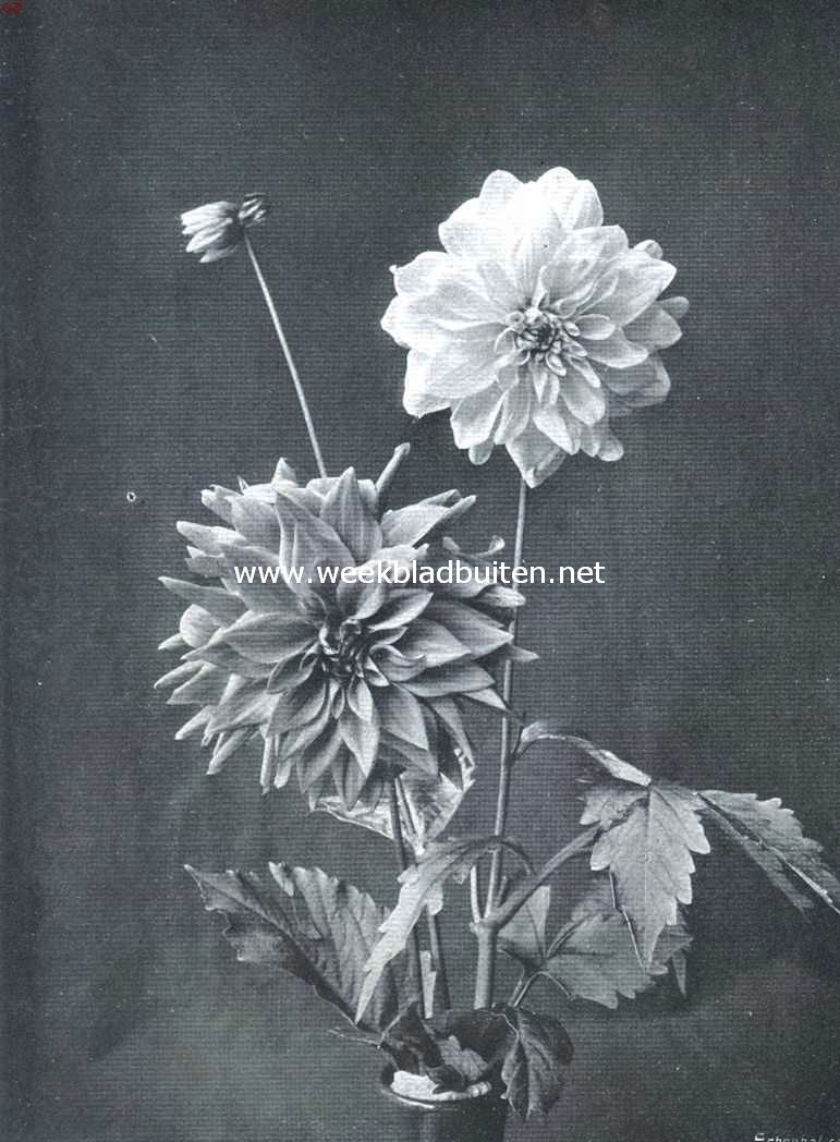 Decoratieve Dahlia's America, Hortulanus Witte. Bekroond met certificaat 1e klasse