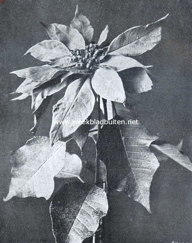 Poincettia Pulcherrima Praecox, uit de met een verguld zilveren medaille bekroonde collectie planten, ingezonden op de plantenkeuring der Mij van Tuinbouw- en Plantkunde op 12 November L.L.