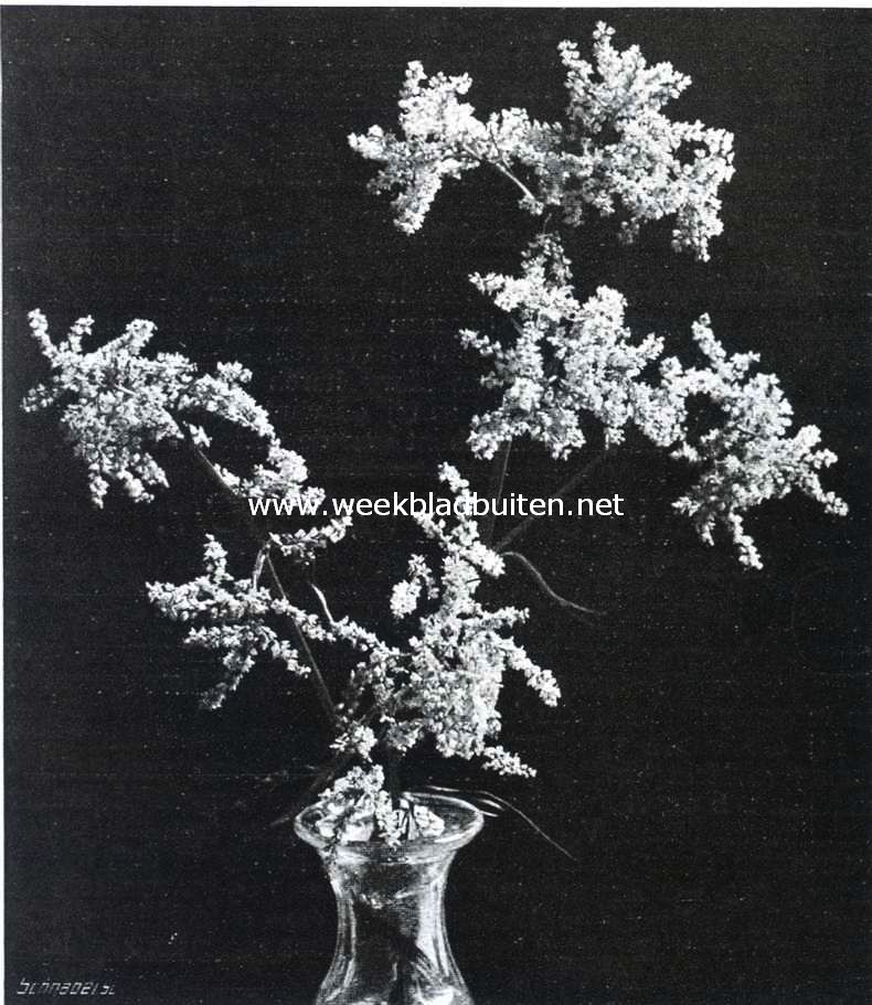 Polygonum Sericeum. Een mooie vaste-plant, die op de plantenkeuring van 21 Mei l.l. werd ingezonden door den heer W. van Veen te Leiden, en een certificaat 1e klasse verwierf