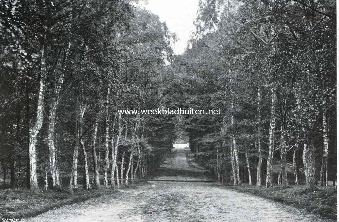 Het kasteel Rosendaal. De berkenlaan naar het kerkhof