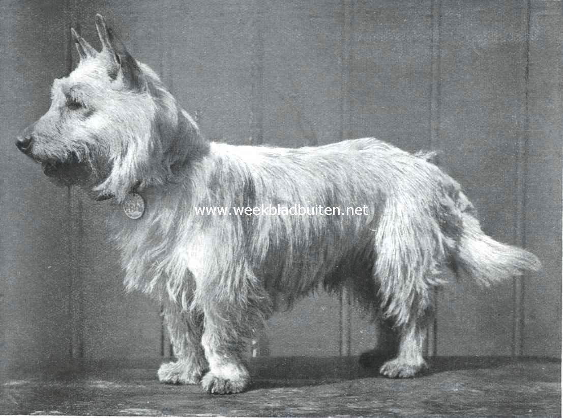 Witte West-Highland terrier, staande