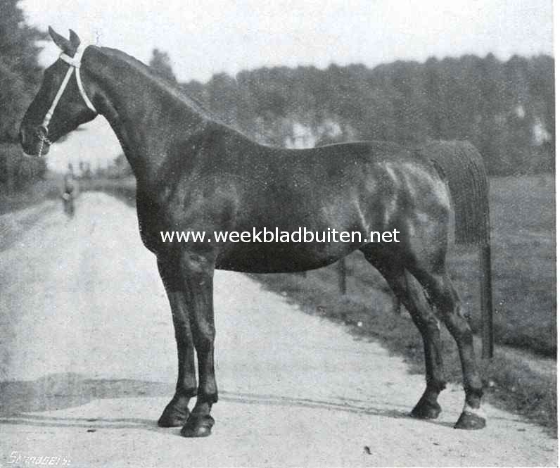 Een Nederlandsche rasvee-fokkerij. Julia, donkerbuin. Hoog 1,67 M. Geboren 1908. Vader Canrobert, moeder Corona