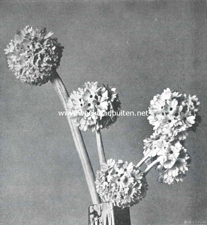 Een lentebode. Primula Denticulata Grandiflora