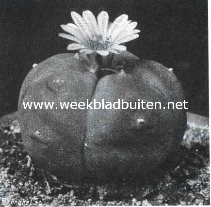 Echino-cactus Williams II (Lem.). Kleur der bloem: van buiten donkere strepen, van binnen licht rose, in 't midden der bloemblaadjes een weinig donkerder, stampertje roseachtig geel, meeldraadjes geel