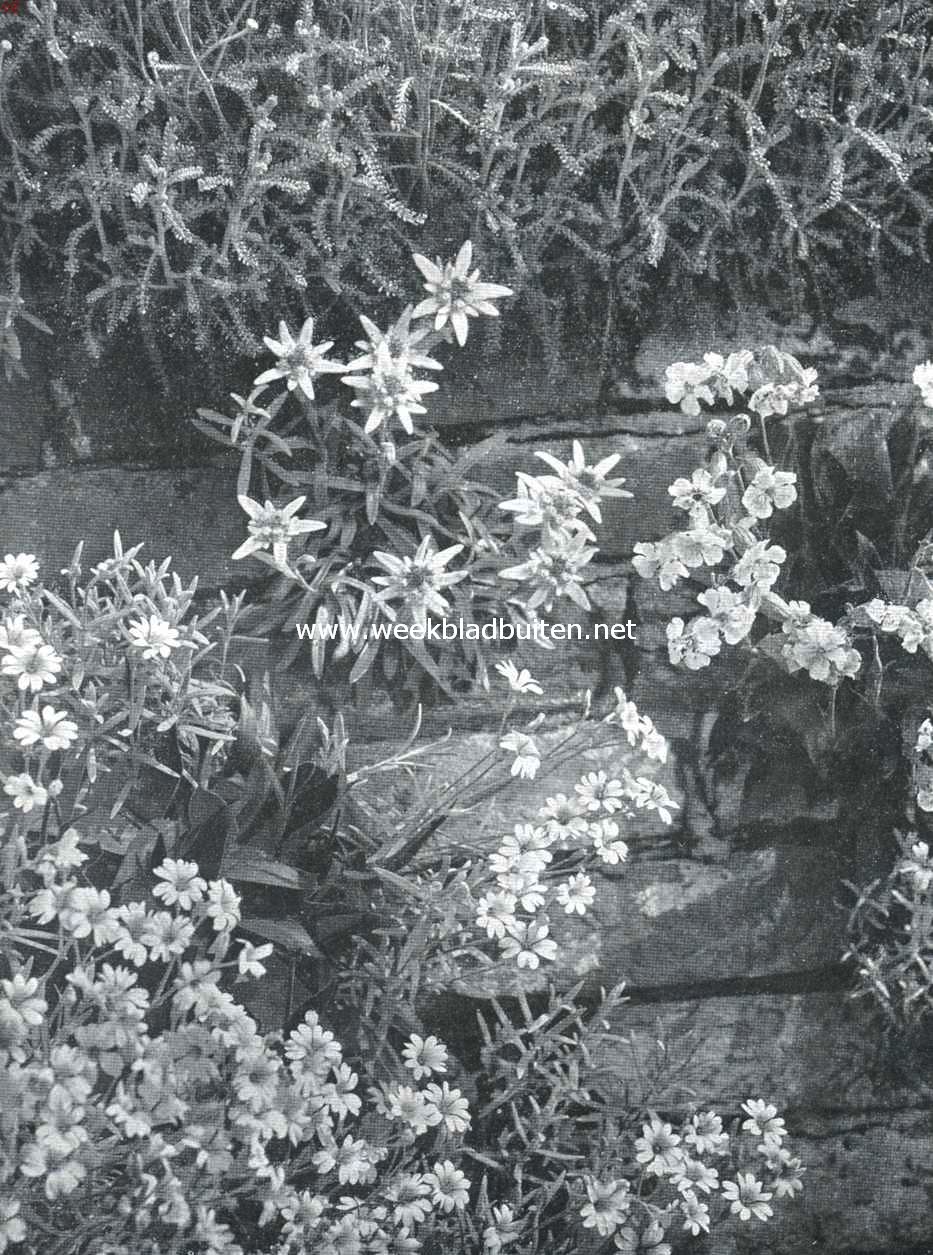 Muurplanten en plantenmuren. Middenin Gnaphalium Leontopodium (edelweisz); rechts Silene Zawadsky, links Cerastium Tomentosum (snow in summer)